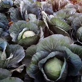 Picture14