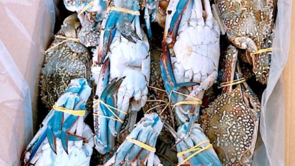 خرچنگ آبی crab