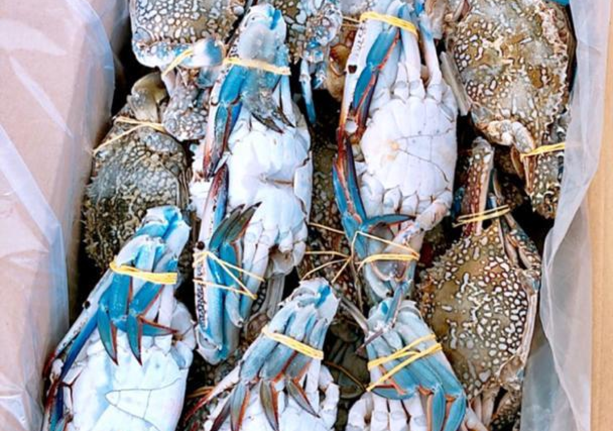 خرچنگ آبی crab