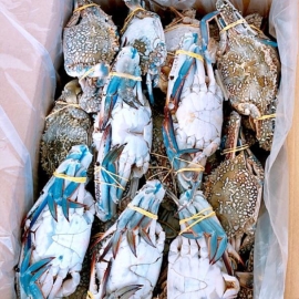 خرچنگ آبی crab