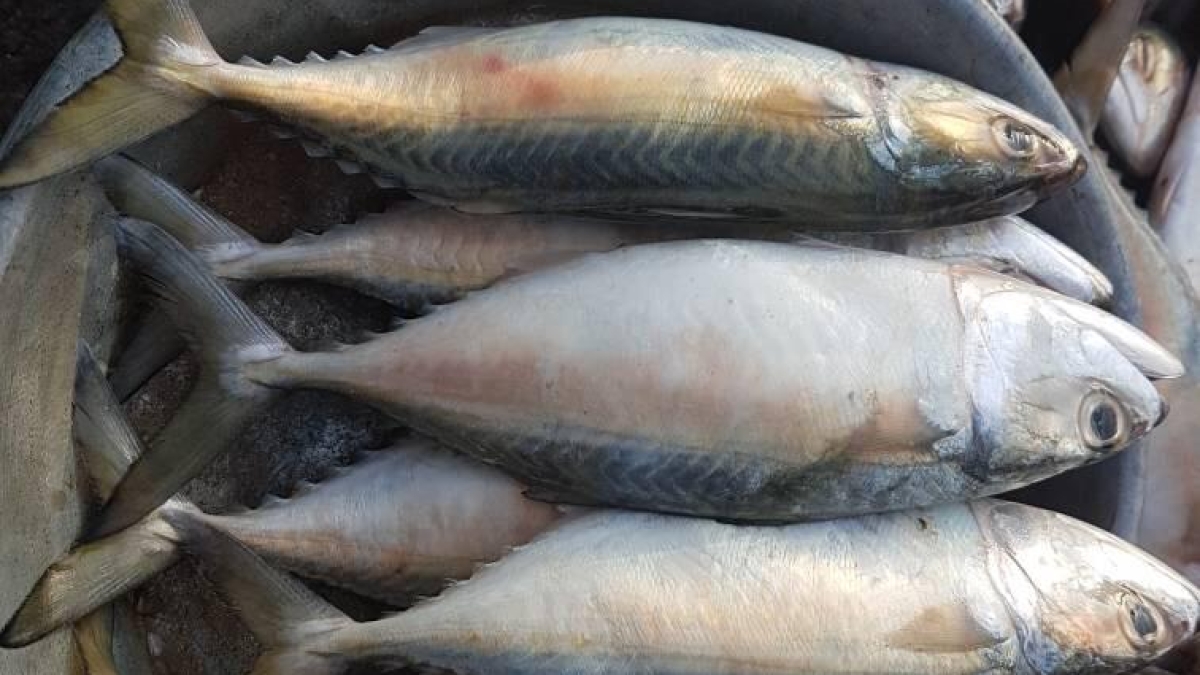 انواع ماهیان تجاری و صنعتی