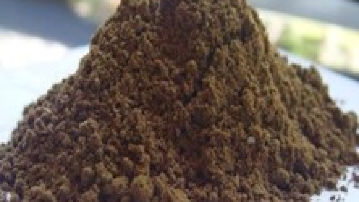 پودر ماهی fish powder